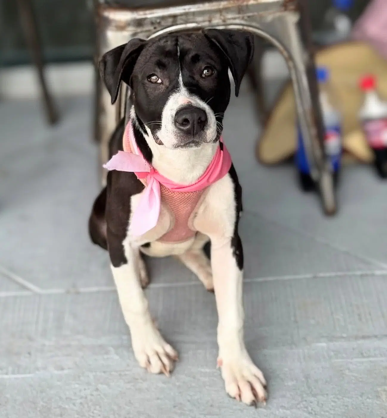 Raina - Stormie Litter - American Staffordshire Terrier