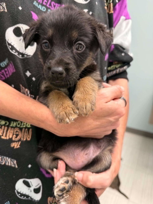 Butters- Twitch Team Litter, an adoptable Shepherd in Holly Springs, NC