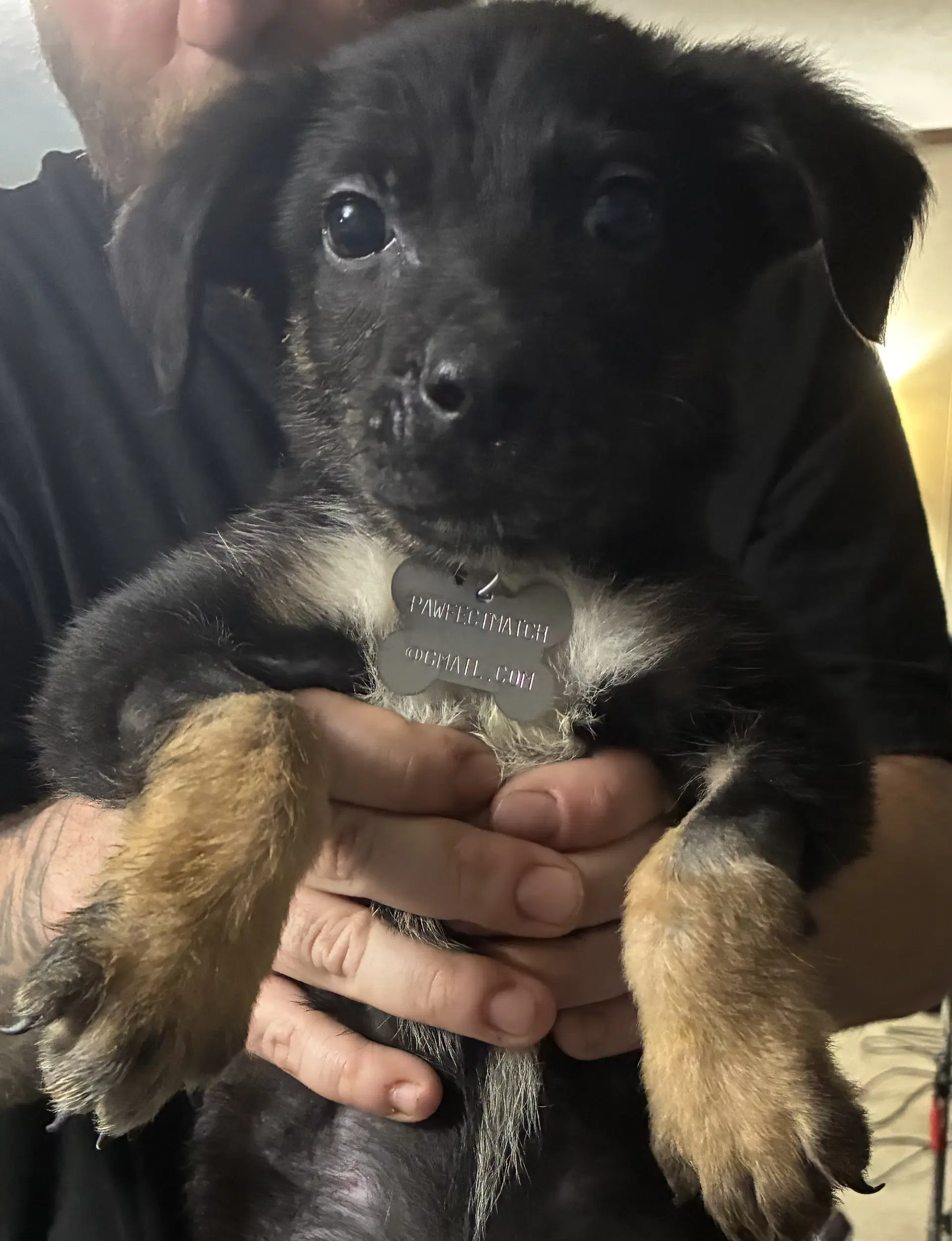 Kratos- Twitch Team Litter image 4