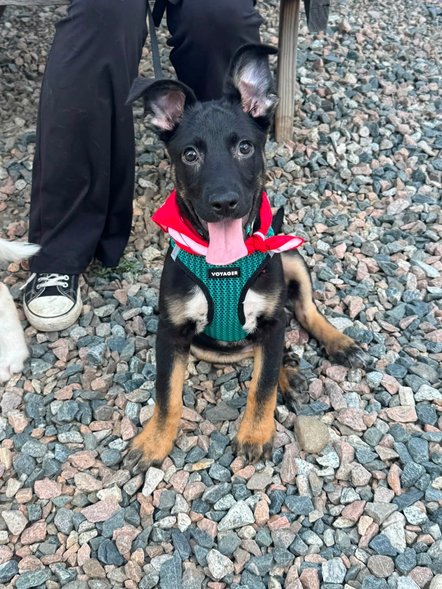 Kratos- Twitch Team Litter