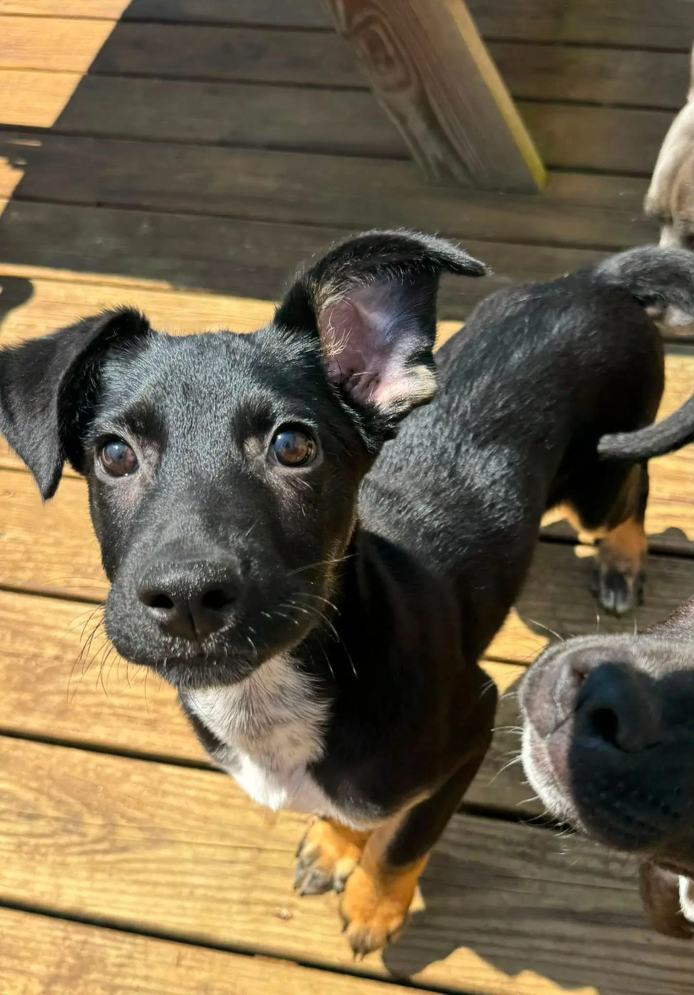 Kratos- Twitch Team Litter image 2
