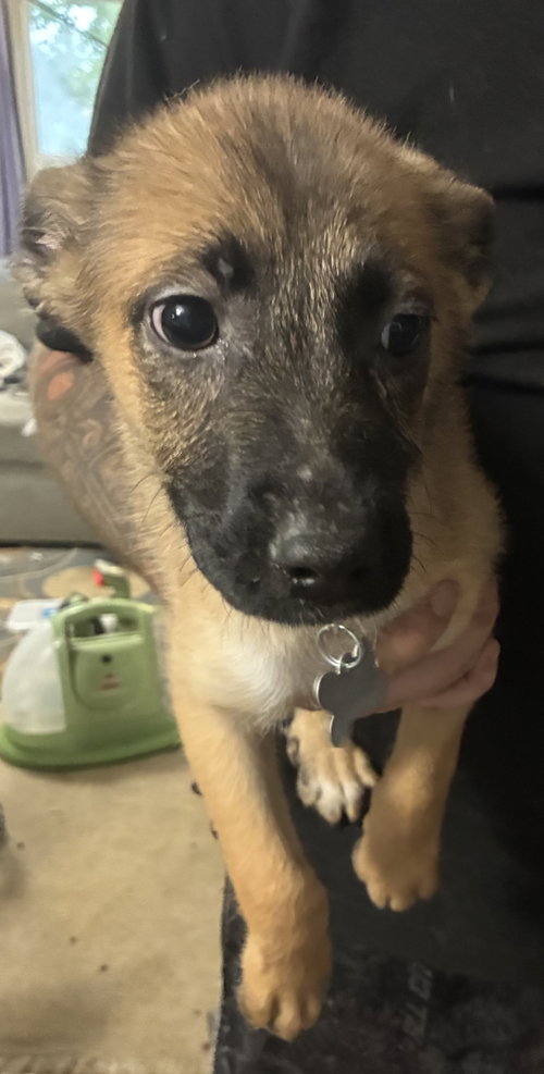 Smoke- Twitch Team Litter, an adoptable Shepherd in Holly Springs, NC