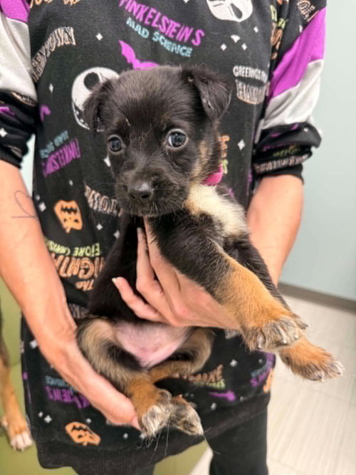 Shadow- Twitch Team Litter, an adoptable Shepherd in Holly Springs, NC