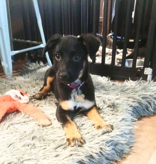 Shadow- Twitch Team Litter
