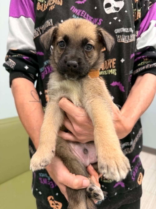 Bandit- Twitch Team Litter, an adoptable Shepherd in Holly Springs, NC