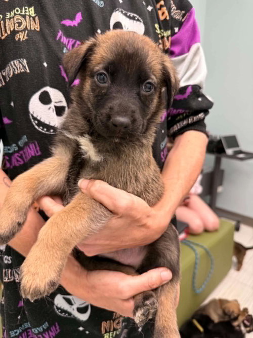 Chance- Twitch Team Litter, an adoptable Shepherd in Holly Springs, NC