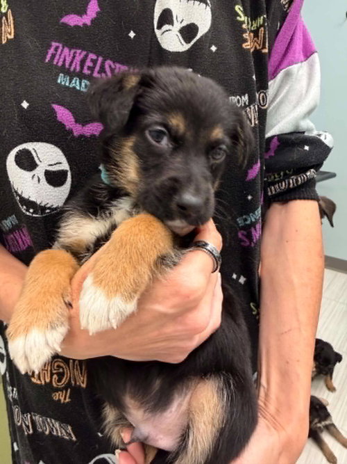 Haytham- Twitch Team Litter, an adoptable Shepherd in Holly Springs, NC