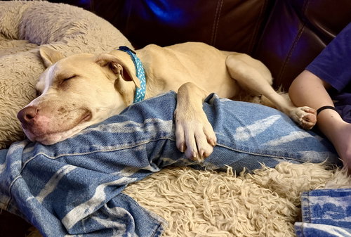 Nala photo 5