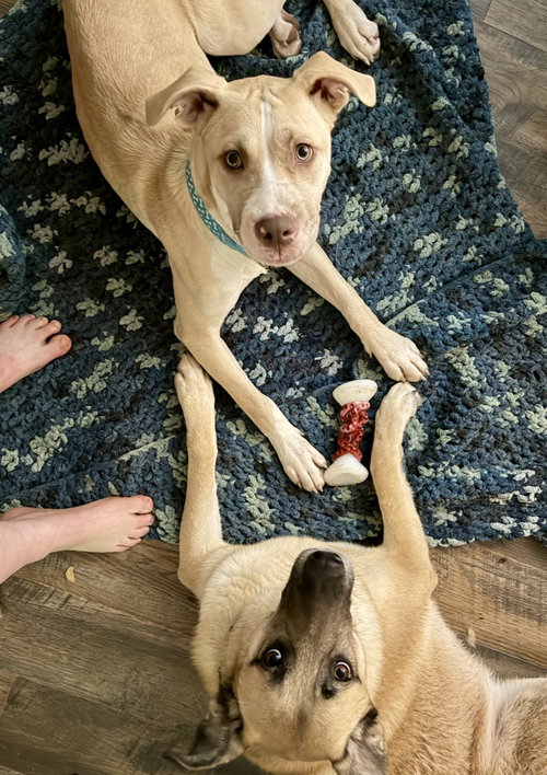 Nala photo 8