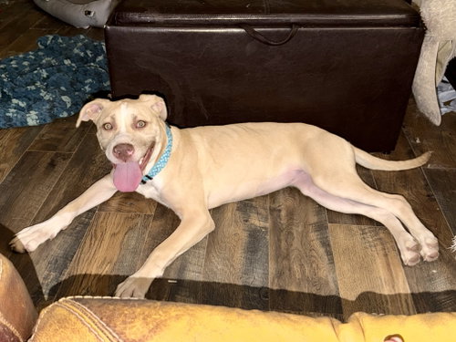 Nala photo 9