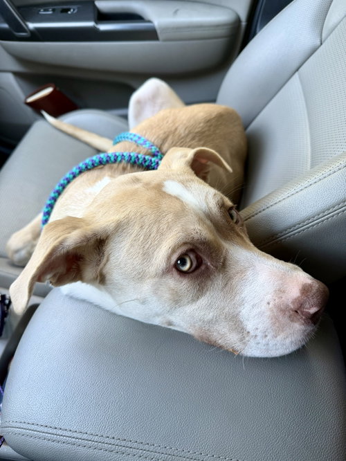 Nala photo 11
