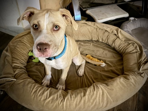Nala photo 12