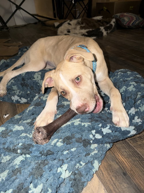Nala photo 13