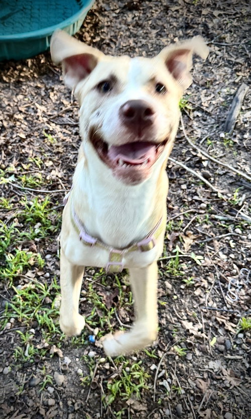 Nala photo 3