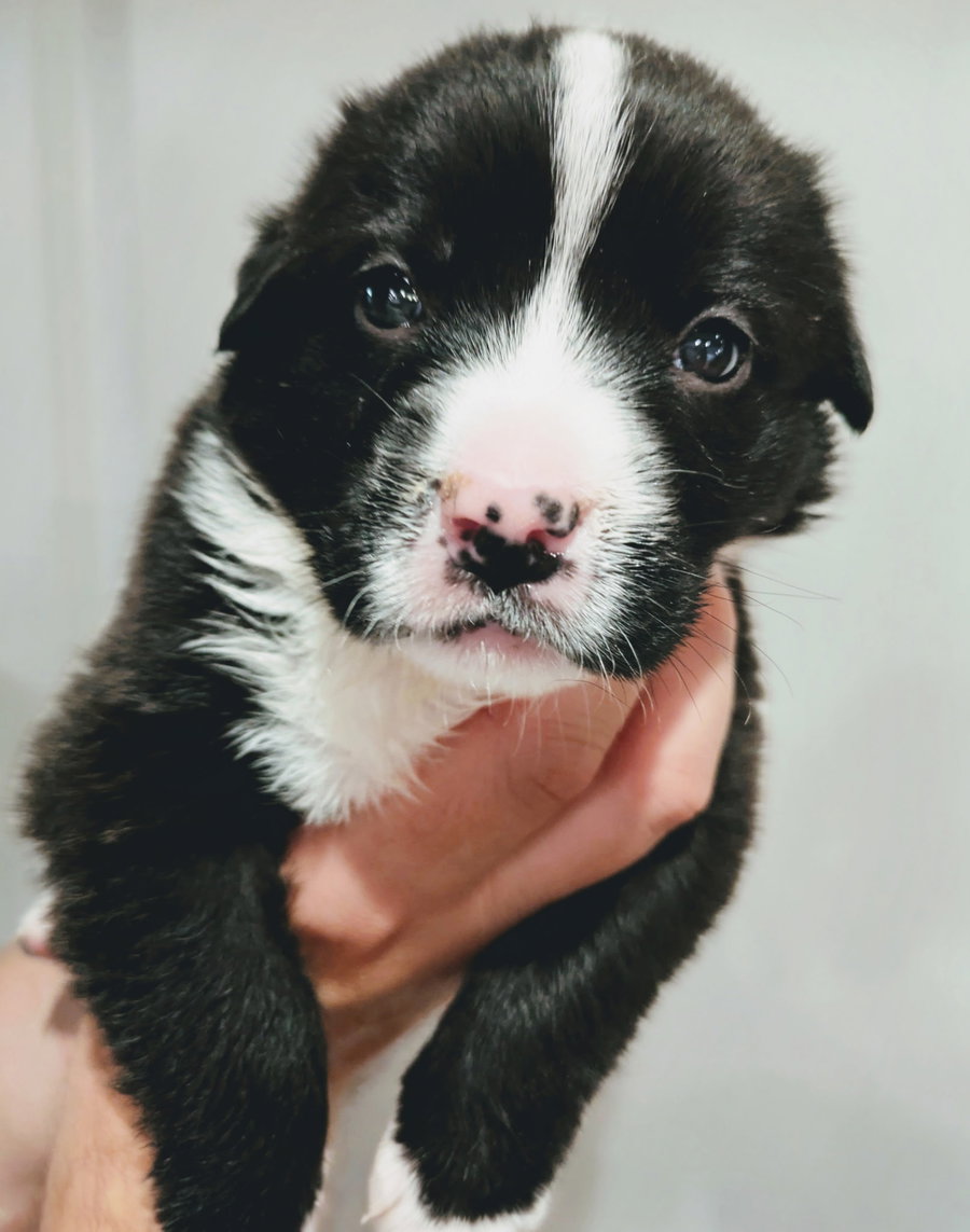 Oakley