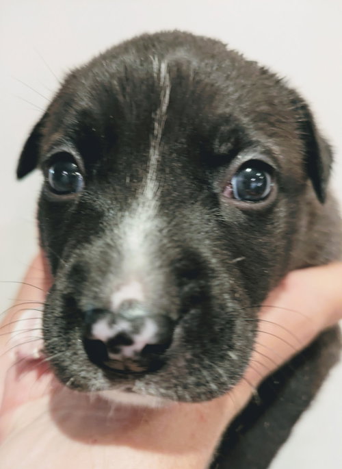 Duke, an adoptable American Staffordshire Terrier in Holly Springs, NC