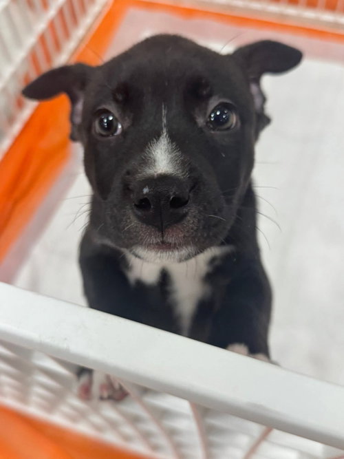 Duke, an adoptable American Staffordshire Terrier in Holly Springs, NC