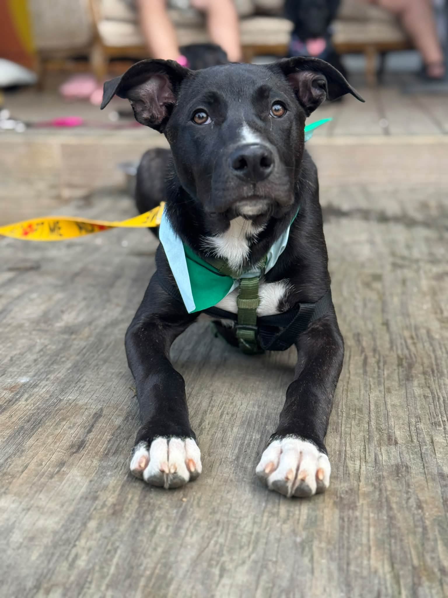 Duke