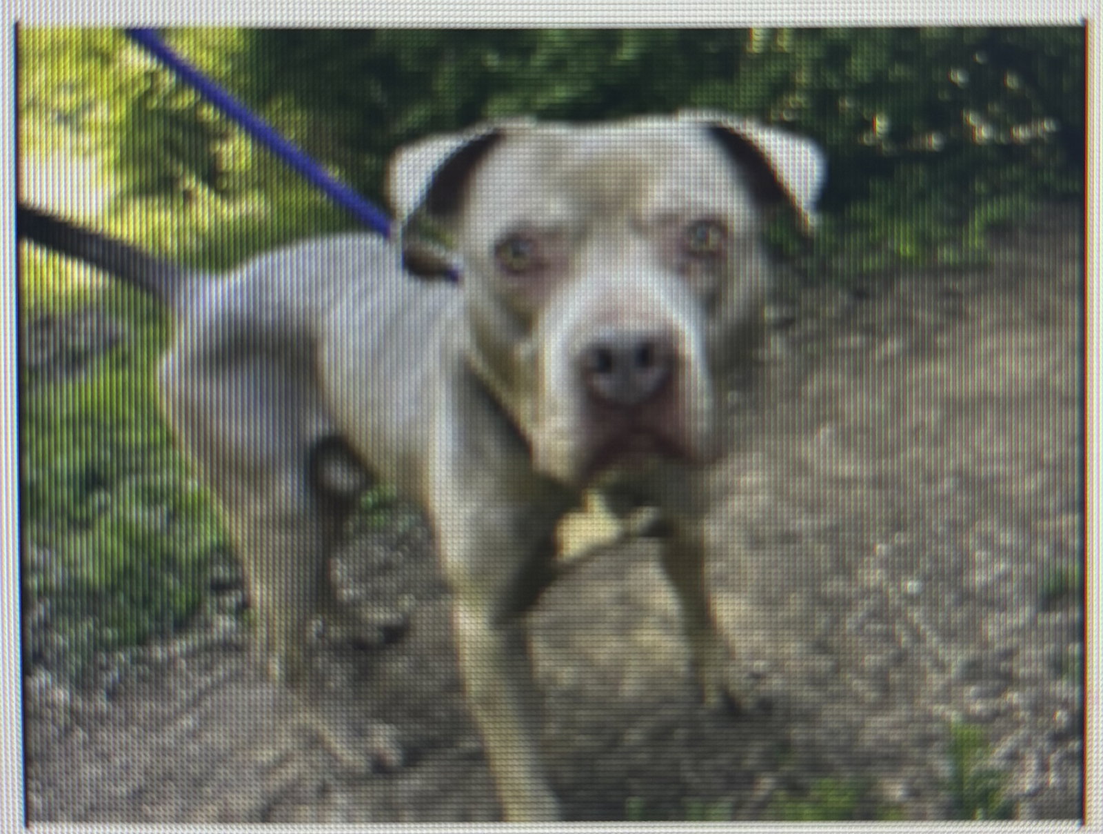 Waylon, photo 7