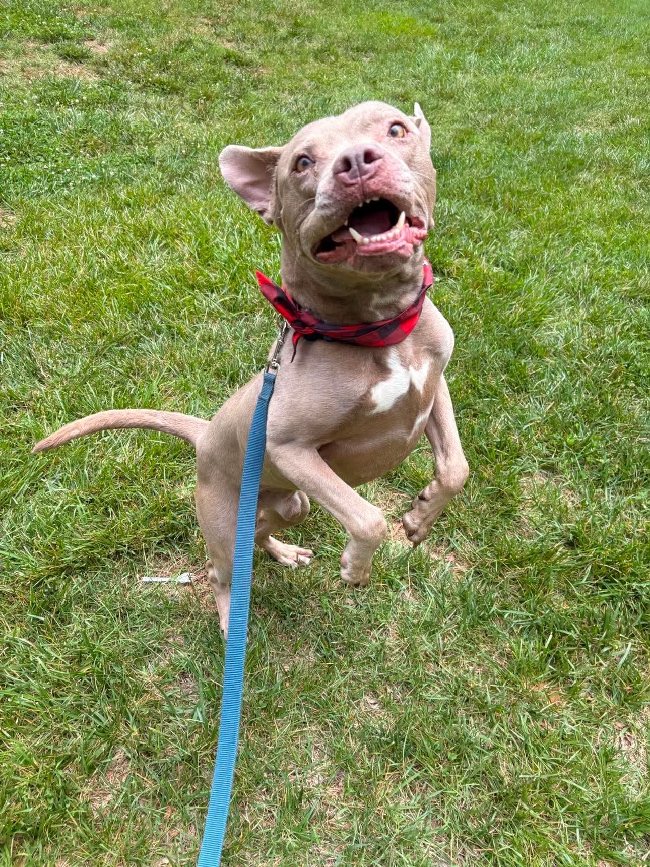 Waylon - American Pit Bull Terrier