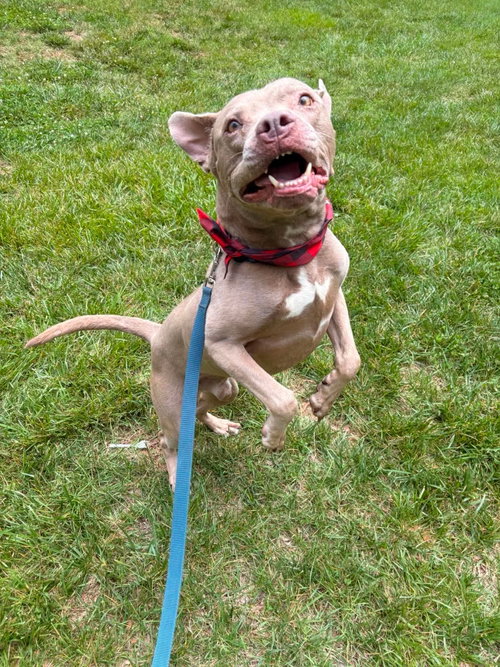 Waylon, an adoptable American Pit Bull Terrier in Holly Springs, NC