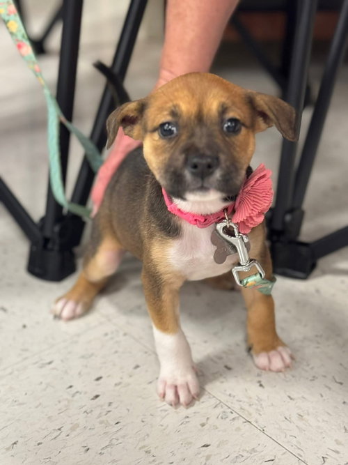 Rory, an adoptable American Staffordshire Terrier in Holly Springs, NC