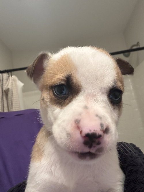 Sheetz, an adoptable Catahoula Leopard Dog in Holly Springs, NC
