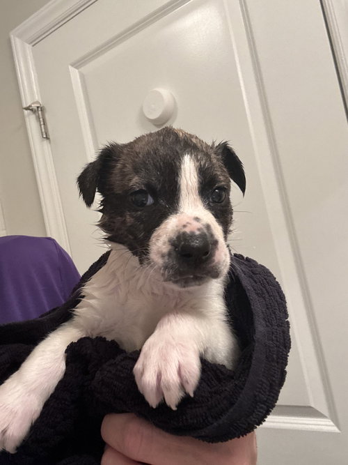Shell, an adoptable Catahoula Leopard Dog in Holly Springs, NC