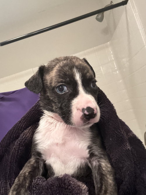 Sunoco, an adoptable Catahoula Leopard Dog in Holly Springs, NC