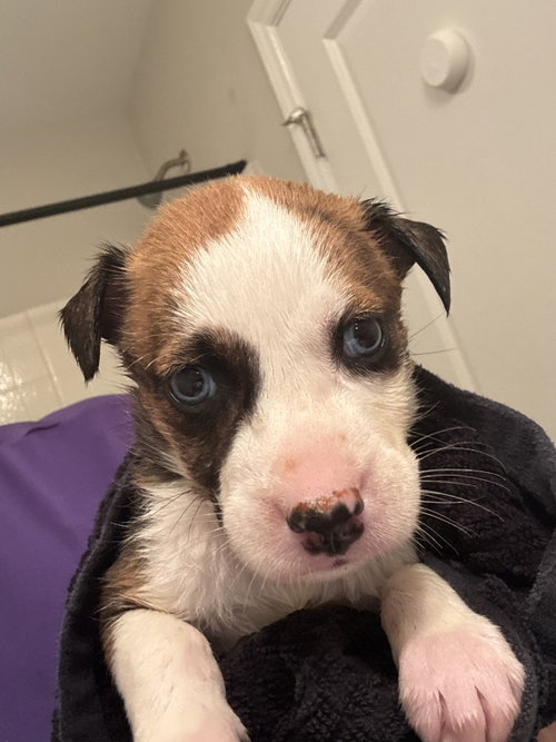 Wawa, an adoptable Catahoula Leopard Dog in Holly Springs, NC