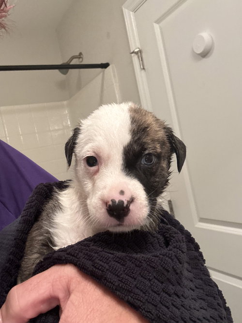Buc-ee's, an adoptable Catahoula Leopard Dog in Holly Springs, NC
