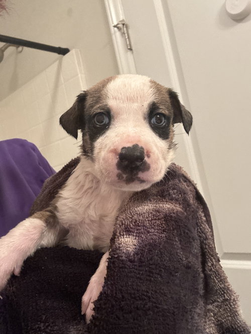 BP, an adoptable Catahoula Leopard Dog in Holly Springs, NC