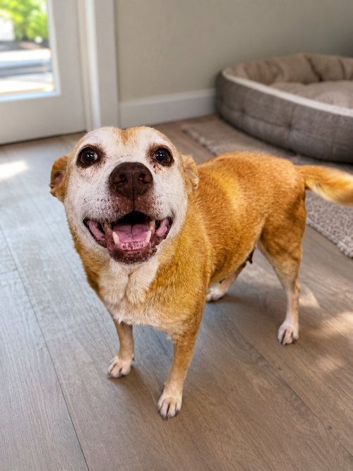 Lorelai Daisy, an adoptable Retriever in Holly Springs, NC