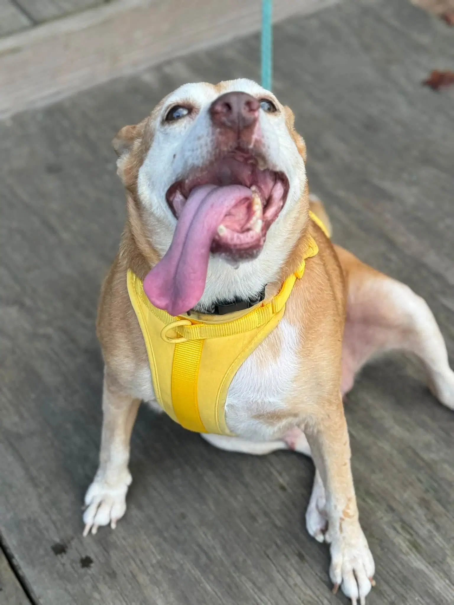 Lorelai Daisy - Retriever