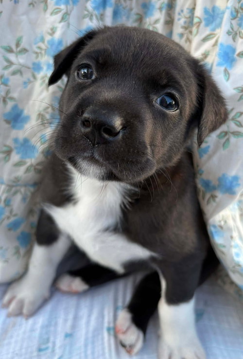 Ellie