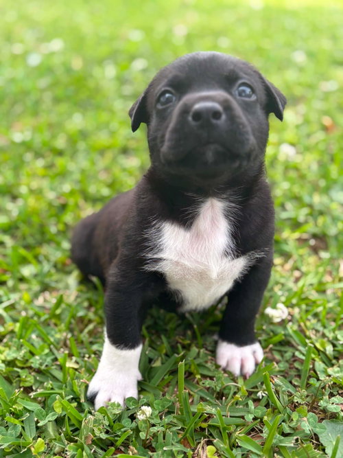 Mia