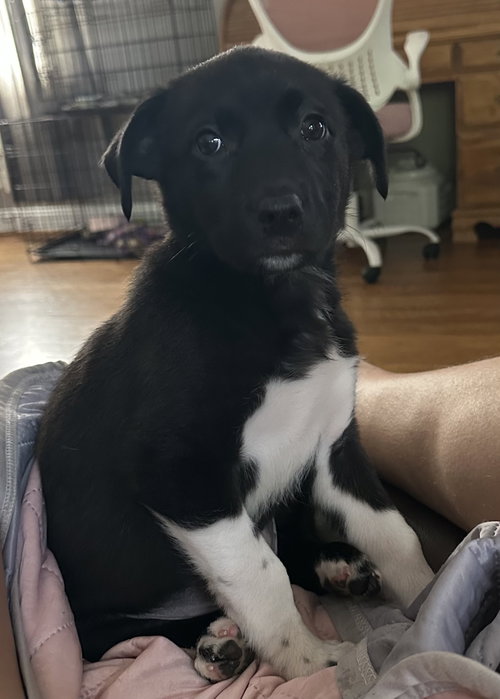 Skye, an adoptable American Staffordshire Terrier in Holly Springs, NC