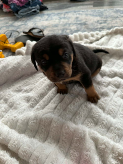Jack