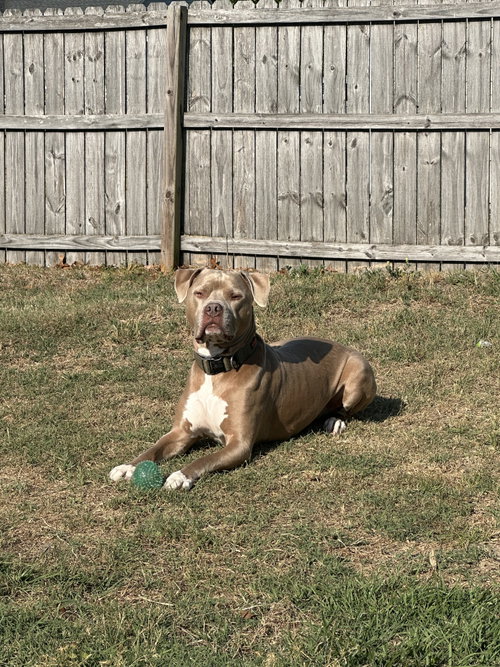Leo (Courtesy), photo 2