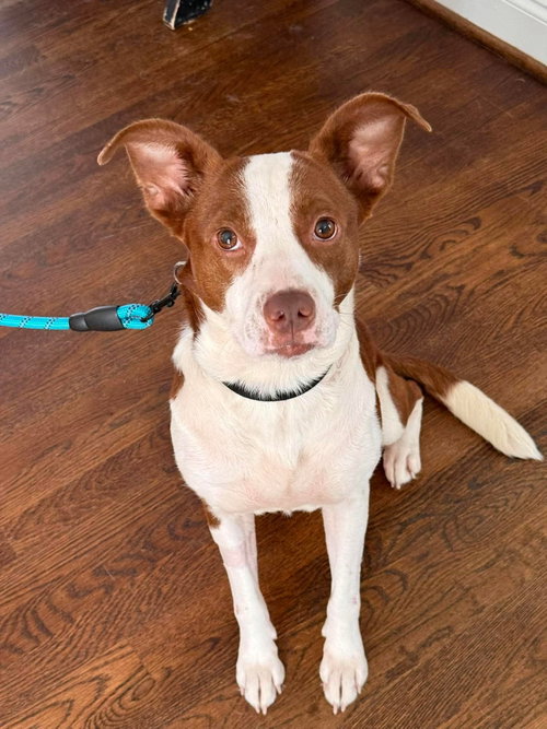 Penelope, an adoptable Labrador Retriever in Holly Springs, NC