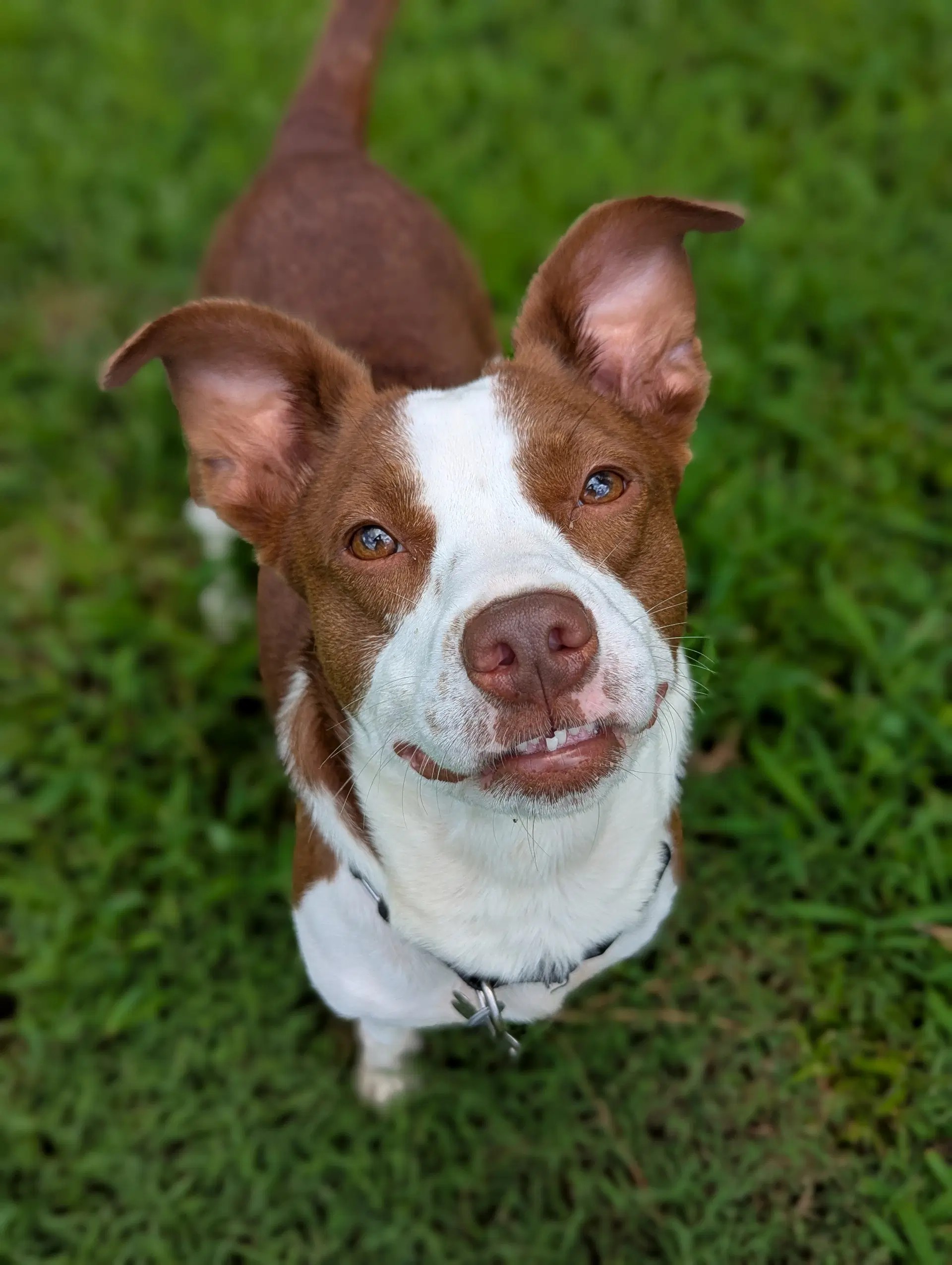 Penelope - Rat Terrier