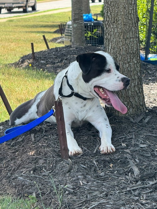 Eeyore, an adoptable American Staffordshire Terrier in Holly Springs, NC