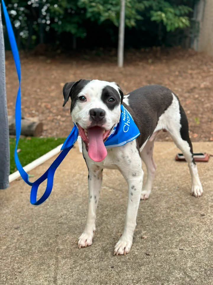Eeyore - American Staffordshire Terrier