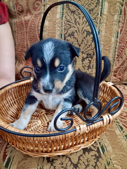 Dave - chipmunk litter, an adoptable Australian Cattle Dog in Holly Springs, NC