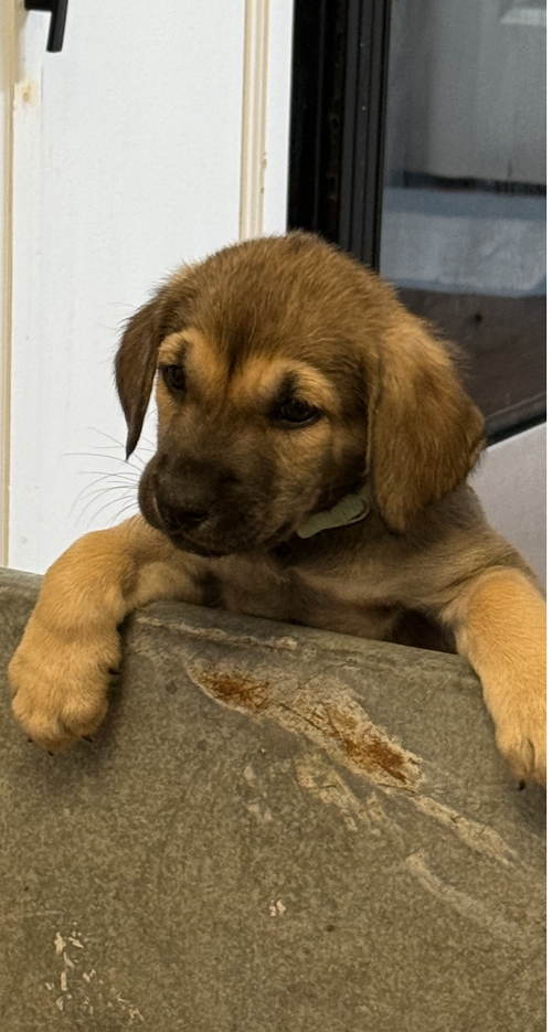 Salem, an adoptable Labrador Retriever in Holly Springs, NC