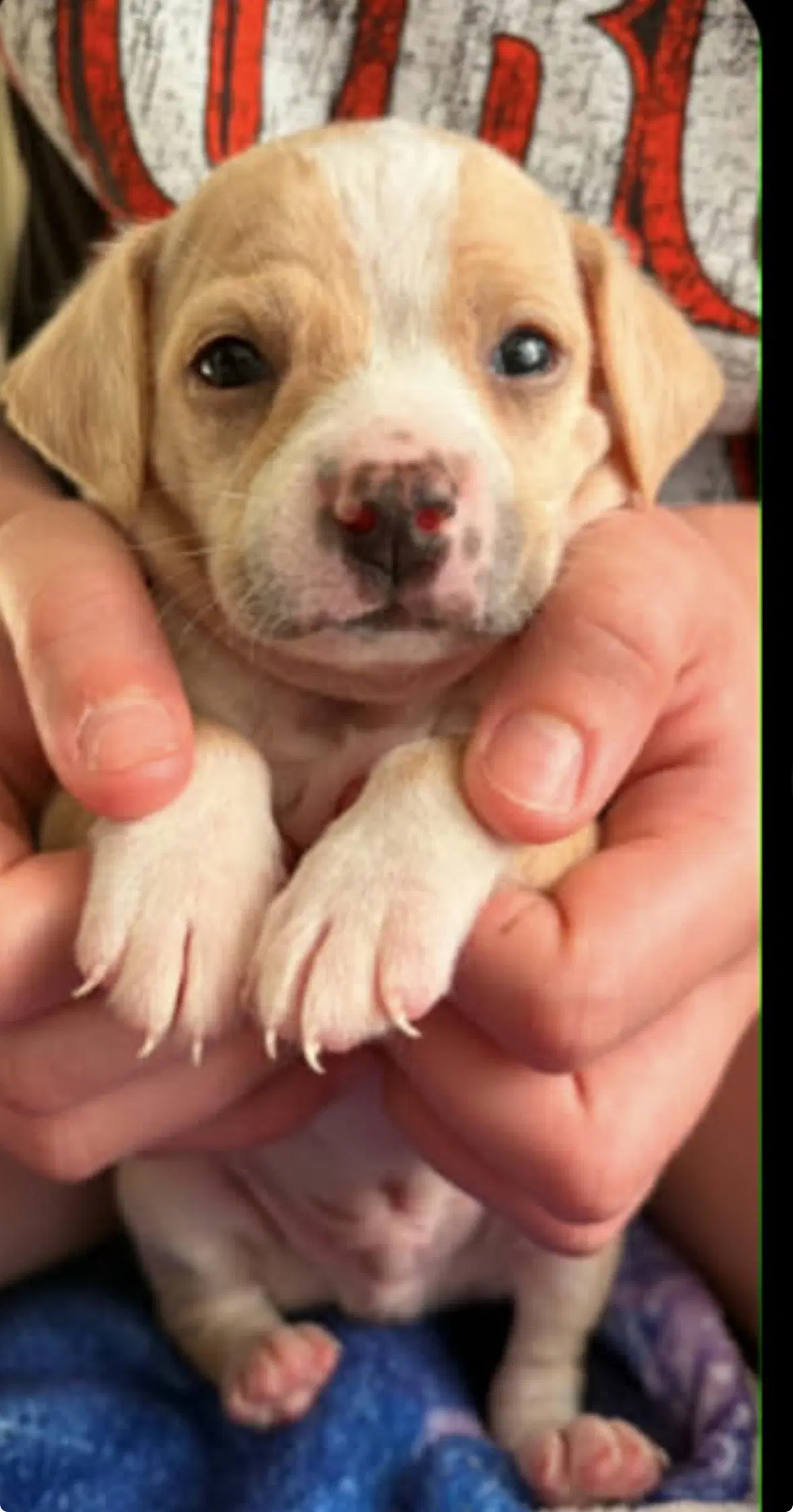Bean - Chihuahua