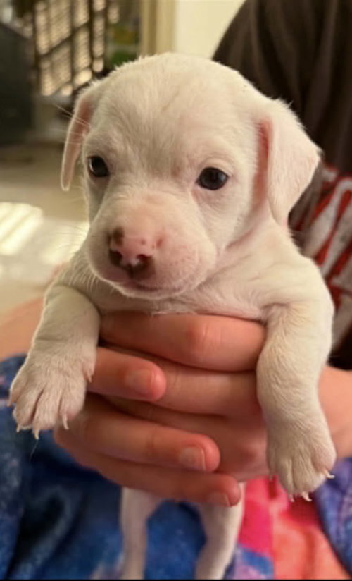 Zucchini "Zukie", an adoptable American Bulldog in Holly Springs, NC