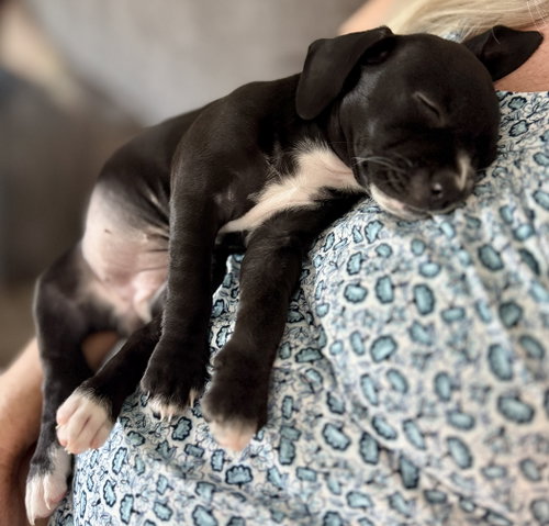 Nori
