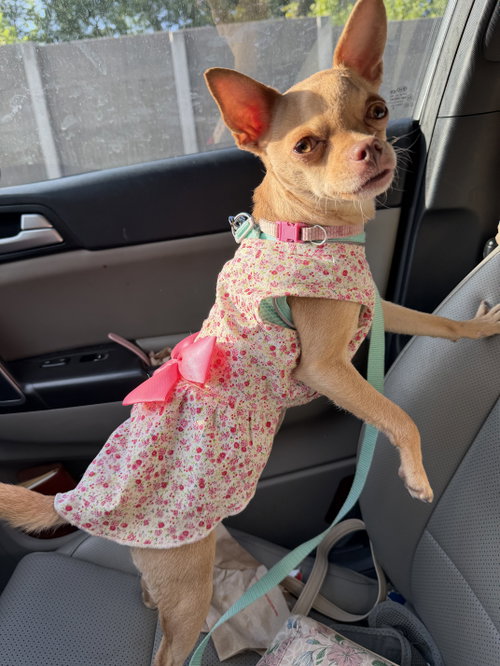 Suzi, an adoptable Chihuahua in Holly Springs, NC
