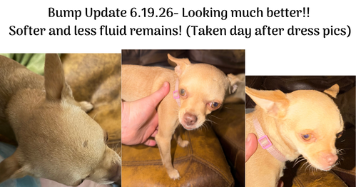 Suzi photo 4